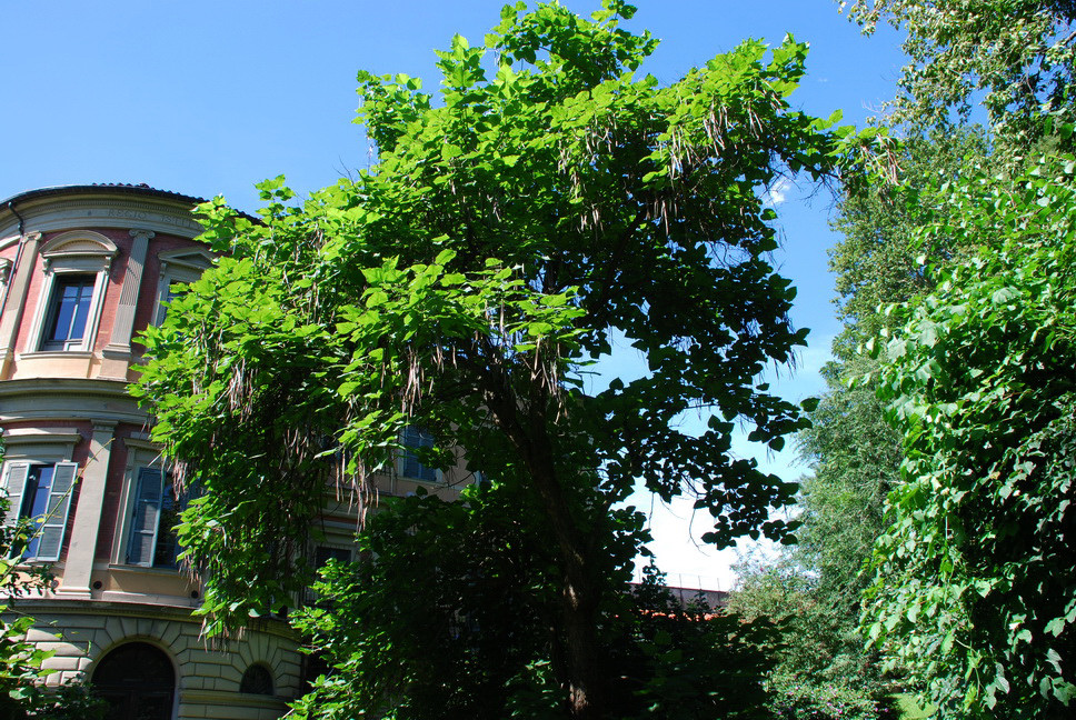 Orto Botanico_090.JPG - CATALPA